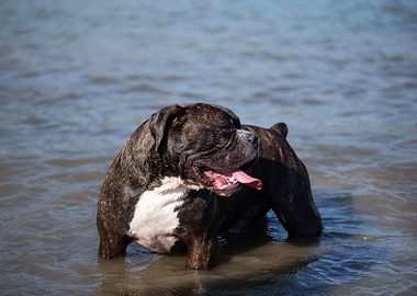 Brindle Olde English Bulldoggie in Water