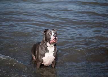 American Bully dog standing in water