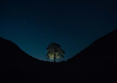 Lone Tree Under Starry Night Sky