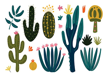 Cactus and Succulent Plant Illustration