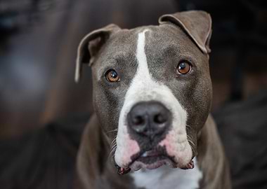Portrait of a Gray American Bully