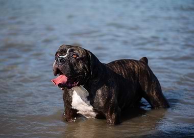 Brindle Olde English Bulldoggie Cooling Off in Water
