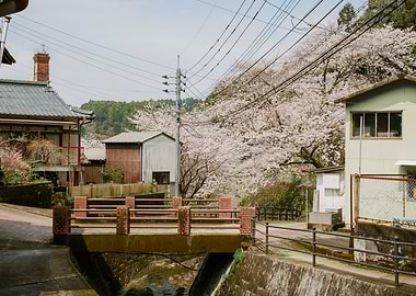 Japanese Village with Cherry Blossoms