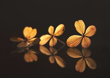 Dried Flowers on Reflective Surface
