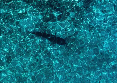 Shark in Turquoise Water