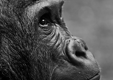 Black and White Gorilla Portrait