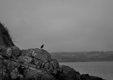 Raven on Rocky Coastline, Black and White