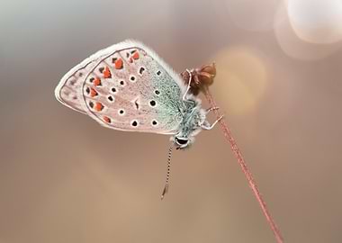 Delicate Butterfly on a Stem