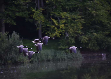 Geese in Flight over Water