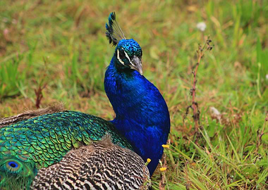 Peacock Portrait in Grassy Field