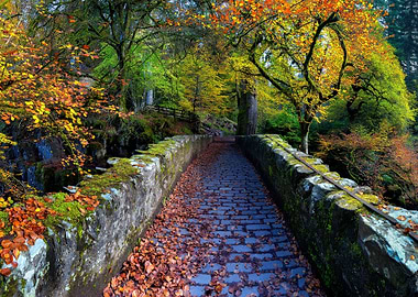autumn bridge in forest