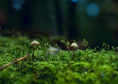 Mushrooms in Mossy Forest