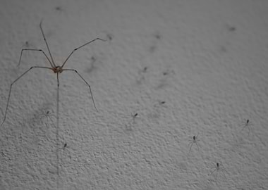 Harvestmen Spiders Family