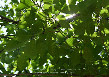 Sunlight Through Leaves, Hiroshima Peace Park