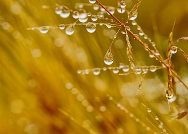 Dew Drops on Grass