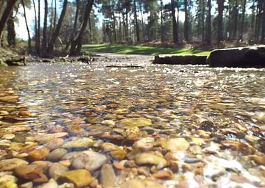 Shallow Stream with Pebbles in Forest