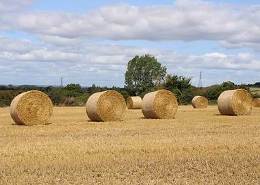 Hay Bales in a Field