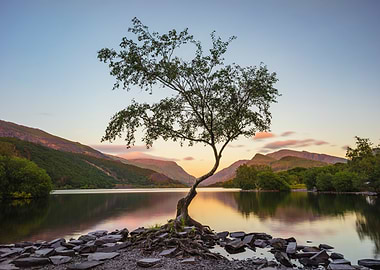 Lone Tree by Lake at Sunset