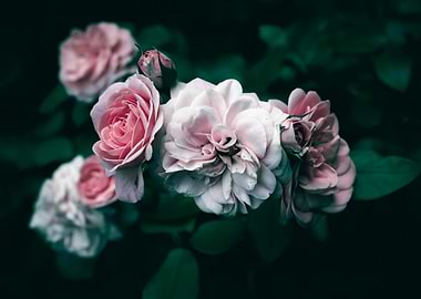 Pink and White Roses Close-Up