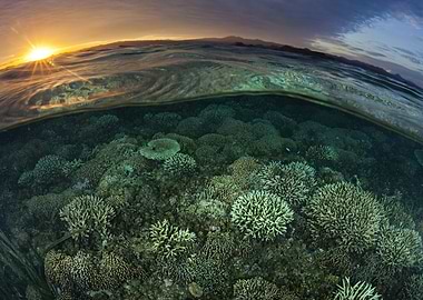 Underwater Coral Reef at Sunset