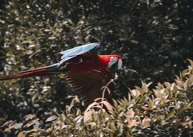 Scarlet Macaw in Flight