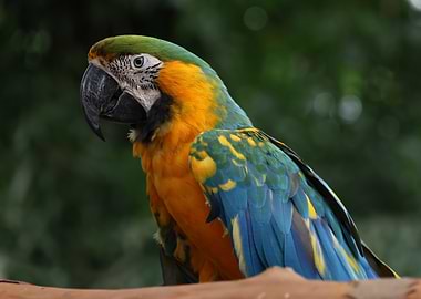 Colorful Macaw Portrait