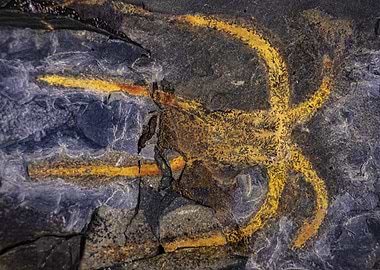 Marellomorph fossil from the Fezouata shales (Ordovician of Morocco) filled with manganese dendrites