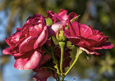 Blooming Red Roses with Bud