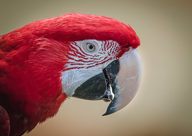 Close-up of a Red Macaw Parrot