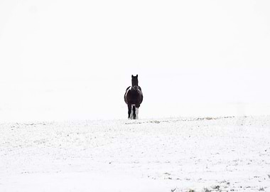 Horse in Snowy Field