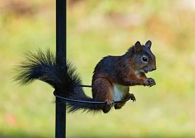 Squirrel on Bird Feeder
