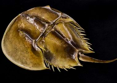 Horseshoe Crab on Black Background