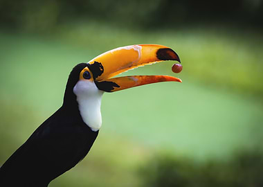Toucan with Berry in Beak