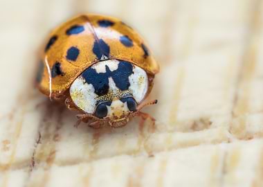 Close-up of an Asian Ladybug (Harmonia axyridis)