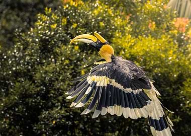 Great Hornbill in Flight