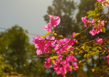 Pink Bougainvillea Flowers in Sunlight