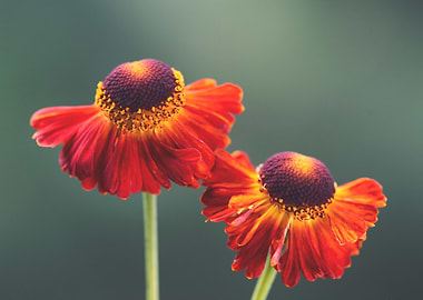 Two Helenium Flowers on Green Background