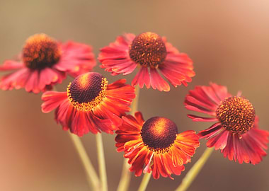 Red Helenium Flowers Close-Up