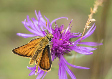 Small Skipper (Thymelicus sylvestris) on Purple Flower