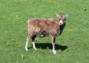 Mouflon in a green field