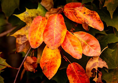 Autumn Leaves Close-Up