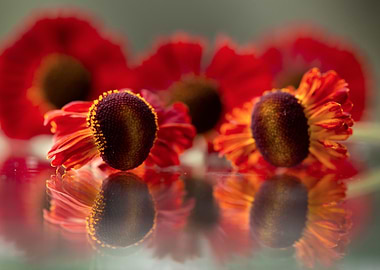Red and Orange Helenium Flowers Reflection