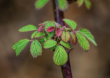 Close-up of an Elmleaf Blackberry (Rubus ulmifolius) Leaves