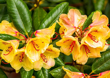Yellow Rhododendron Flowers with Green Leaves