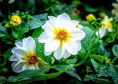 White Dahlia Flowers in Bloom