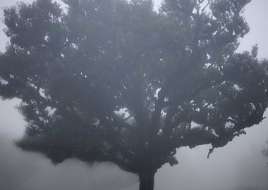 The Beauty of Fanal Forest 1