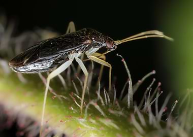 Close-up of an Hazel Plant Bug (Phylus coryli)