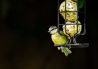 Blue Tit Bird on Feeder