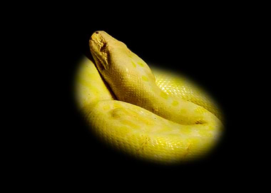 Albino Snake Coiled on Black Background