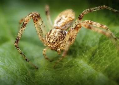 Crab Spider (Philodromus cespitum) on Green Leaf Macro Shot